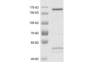 Recombinant JMJD2C / KDM4C protein gel.