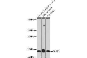 Western Blotting (WB) image for anti-Fatty Acid Binding Protein 3, Muscle and Heart (FABP3) antibody (ABIN7267152)