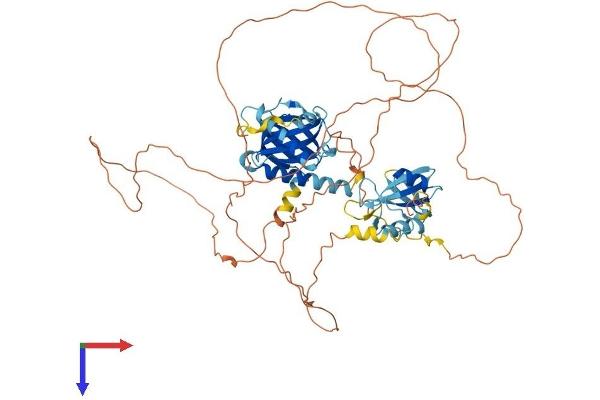 SHC4 Protein (AA 1-630) (His tag)