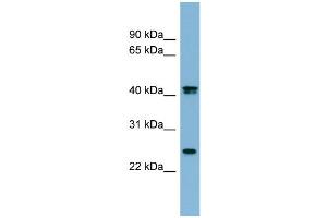 WB Suggested Anti-FETUB Antibody Titration:  0. (FETUB Antikörper  (N-Term))