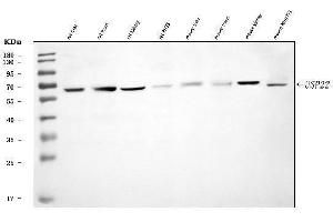Western blot analysis of USP22 using anti-USP22 antibody (ABIN7603248).