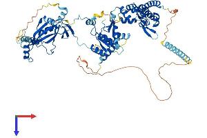 POLR3E Protein (AA 1-710) (His tag)
