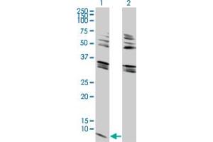 Western Blot analysis of GNG2 expression in transfected 293T cell line by GNG2 monoclonal antibody (M03), clone 4C8. (GNG2 Antikörper  (AA 1-71))