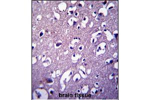 DCTN4 Antibody (N-term) (ABIN657377 and ABIN2846423) immunohistochemistry analysis in formalin fixed and paraffin embedded human brain tissue followed by peroxidase conjugation of the secondary antibody and DAB staining.
