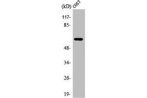 Western Blot analysis of COS7 cells using Arylsulfatase I Polyclonal Antibody (Arylsulfatase I Antikörper  (Internal Region))