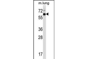 Mouse Mknk2 Antibody (N-term) (ABIN657843 and ABIN2846804) western blot analysis in mouse lung tissue lysates (35 μg/lane). (MKNK2 Antikörper  (N-Term))