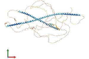 AlphaFold protein structure predicition of Mouse Recombinant Map7d2 Protein, UniprotID A2AG50