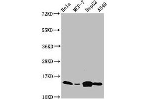 Western Blot Positive WB detected in: Hela whole cell lysate, MCF-7 whole cell lysate, HepG2 whole cell lysate, A549 whole cell lysate All lanes: IFITM2 antibody at 4. (IFITM2 Antikörper  (AA 1-56))