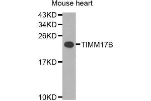 Western blot analysis of extracts of mouse heart, using TIMM17B antibody (ABIN5974909) at 1/1000 dilution. (TIMM17B Antikörper)