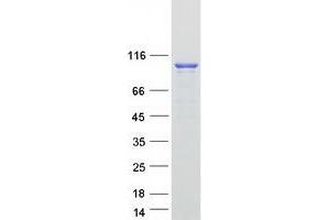 Western Blotting (WB) image for Dynamin 2 (DNM2) (Transcript Variant 1) protein (Myc-DYKDDDDK Tag) (ABIN2719862)