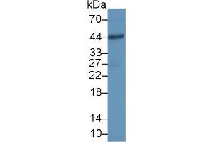 Detection of CD86 in Human Hela cell lysate using Polyclonal Antibody to Cluster Of Differentiation 86 (CD86) (CD86 Antikörper  (AA 37-272))