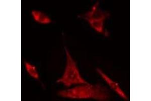 ABIN6275020 staining Hela cells by IF/ICC. (CLASP1 Antikörper  (Internal Region))