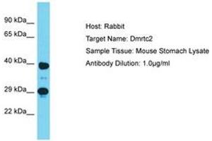 Image no. 1 for anti-DMRT-Like Family C2 (DMRTC2) (AA 280-329) antibody (ABIN6750278) (DMRTC2 Antikörper  (AA 280-329))