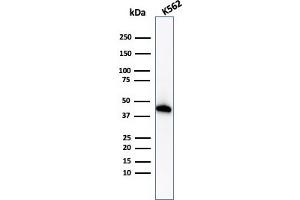 Western Blot Analysis of K562 cell lysate using Glycophorin A Rabbit Recombinant Monoclonal Antibody (GYPA/1725R). (Rekombinanter CD235a/GYPA Antikörper)