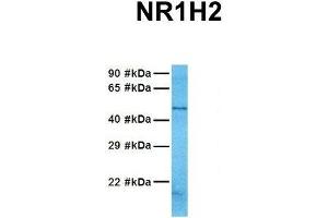 Host:  Rabbit  Target Name:  NR1H2  Sample Tissue:  Human 721_B  Antibody Dilution:  1.
