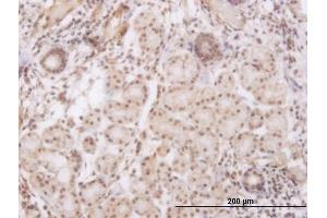 Immunoperoxidase of monoclonal antibody to GSC on formalin-fixed paraffin-embedded human salivary gland. (GSC Antikörper  (AA 78-186))