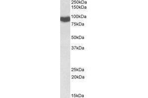 AP21520PU-N CYPOR antibody staining of Rat Liver lysate at 0. (POR Antikörper  (Internal Region))