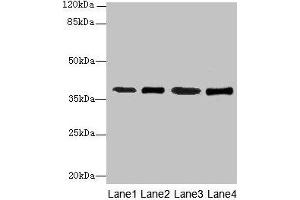 Western blot All lanes: SFXN4 antibody at 0. (Sideroflexin 4 Antikörper  (AA 2-110))