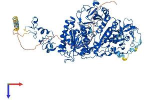 ENPP1 Protein (AA 1-906) (His tag)