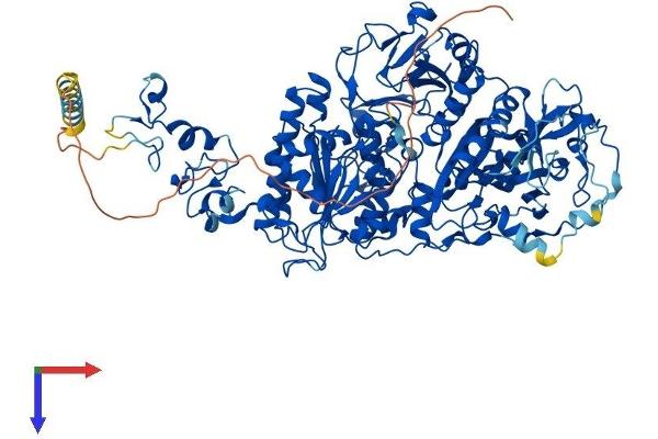 ENPP1 Protein (AA 1-906) (His tag)
