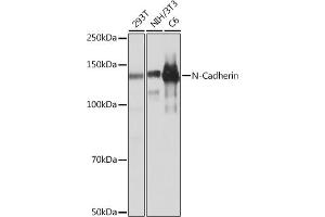 Western blot analysis of extracts of various cell lines, using N-Cadherin antibody (ABIN7265999) at 1:1000 dilution. (N-Cadherin Antikörper)