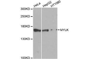 Western blot analysis of extracts of various cell lines, using MYLK antibody. (MYLK Antikörper  (AA 1765-1914))