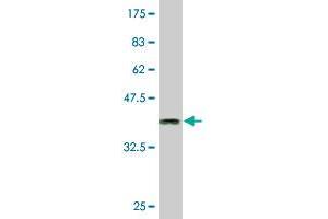 Western Blot detection against Immunogen (36. (CLK3 Antikörper  (AA 36-136))
