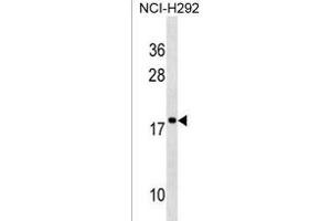 RPS17L Antibody (Center) (ABIN1538618 and ABIN2850519) western blot analysis in NCI- cell line lysates (35 μg/lane). (RPS17L Antikörper  (AA 77-103))