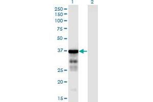 Western Blot analysis of CLUAP1 expression in transfected 293T cell line by CLUAP1 monoclonal antibody (M05), clone 6E12. (CLUAP1 Antikörper  (AA 1-247))