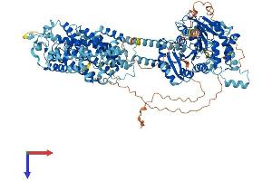 SLC12A1 Protein (AA 1-1095) (His tag)