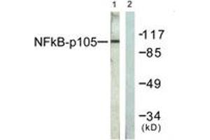 Western blot analysis of extracts from HeLa cells, treated with TNF-a 20ng/ml 5', using NF-kappaB p105/p50 (Ab-927) Antibody. (NFKB1 Antikörper  (AA 896-945))