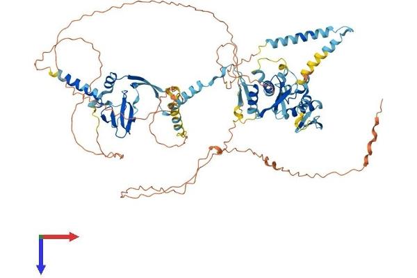 DGCR8 Protein (AA 1-773) (His tag)