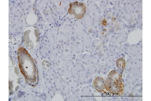 Immunostaining (ISt) image for anti-XYD Domain Containing Ion Transport Regulator 2 (FXYD2) (AA 1-64) antibody (ABIN559991)