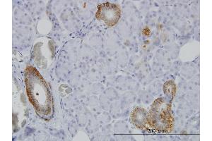 Immunoperoxidase of monoclonal antibody to FXYD2 on formalin-fixed paraffin-embedded human salivary gland. (FXYD2 Antikörper  (AA 1-64))