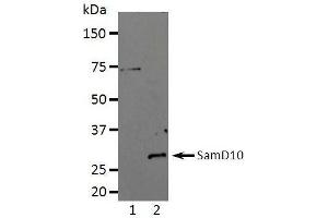 Western Blotting (WB) image for anti-Sterile alpha Motif Domain Containing 10 (SAMD10) (full length) antibody (ABIN2443897) (SAMD10 Antikörper  (full length))