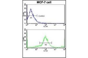 Flow Cytometric analysis of MCF-7 cells using HER2/ErbB2 Antibody (N-term) Cat. (ErbB2/Her2 Antikörper  (N-Term))