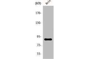 Western Blot analysis of HeLa cells using Phospho-Stat5 (S726/731) Polyclonal Antibody