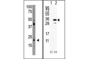 Image no. 1 for anti-PDGFA Associated Protein 1 (PDAP1) (C-Term) antibody (ABIN358748) (PDAP1 Antikörper  (C-Term))