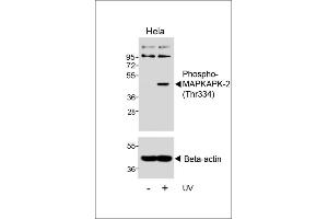 Western blot analysis of lysates from Hela cell line, untreated or treated with UV, 30 min, using 456580101 (ABIN6241065 and ABIN6578952) (upper) or Beta-actin (lower). (MAPKAP Kinase 2 Antikörper  (pThr334))