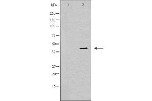 Western blot analysis of NIH-3T3 cell lysate, using MAPK1 Antibody. (ERK2 Antikörper  (Internal Region))