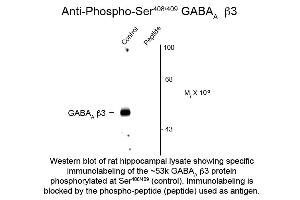 Western Blot of Anti-GABA(A) Receptor beta 3 pS408/pS409 (Rabbit) Antibody - 612-401-D51 Western Blot of Rabbit anti-GABA(A) Receptor beta 3 pS408/pS409 antibody. (GABRB3 Antikörper  (pSer408, pSer409))