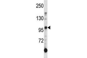 AXL antibody western blot analysis in K562 lysate.