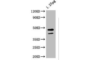 Western Blot Positive WB detected in: Escherichia coli lysate All lanes: ompF antibody at 1:4000 Secondary Goat polyclonal to rabbit IgG at 1/50000 dilution Predicted band size: 44 kDa Observed band size: 44 kDa (MalE (AA 27-396) Antikörper)