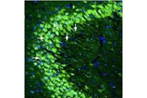 Expression of kainate receptor GluK5 in mouse hippocampus - Immunohistochemical staining of perfusion-fixed frozen mouse brain sections using Anti-GRIK5 (GluK5) (extracellular) Antibody (ABIN7043241, ABIN7044382 and ABIN7044383), (1:300), followed by goat-anti-rabbit-Alexa-488. (GRIK5 Antikörper  (Extracellular, N-Term))