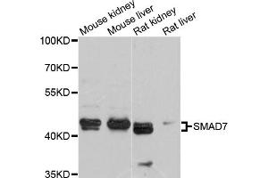 Western blot analysis of extracts of various cell lines, using SMAD7 antibody (ABIN6290931) at 1:1000 dilution.