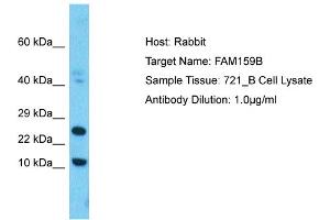 Host: Rabbit Target Name: FAM159B Sample Type: 721_B Whole Cell lysates Antibody Dilution: 1. (FAM159B Antikörper  (C-Term))