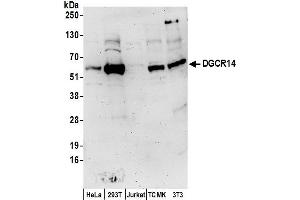 Western Blotting (WB) image for anti-DiGeorge Syndrome Critical Region Gene 14 (DGCR14) (AA 426-476) antibody (ABIN7450986)
