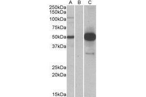 HEK293 lysate (10ug protein in RIPA buffer) overexpressing Human COPS3 with DYKDDDDK tag probed with AP23692PU-N (1. (COPS3 Antikörper  (Internal Region))