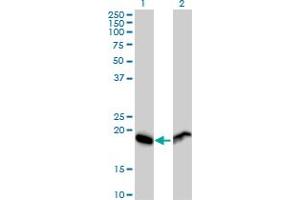 Western Blot analysis of RPL29 expression in transfected 293T cell line by RPL29 MaxPab polyclonal antibody. (RPL29 Antikörper  (AA 1-157))