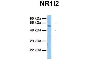 Host:  Rabbit  Target Name:  NR1I2  Sample Tissue:  Human Fetal Liver  Antibody Dilution:  1. (NR1I2 Antikörper  (N-Term))